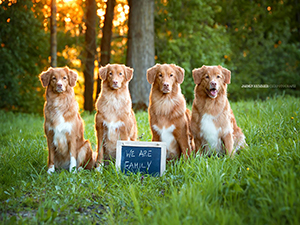 Duck Tolling Retriever