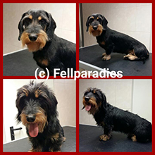 Auf dem Bild ist ein Hund nach der Fellpflege