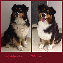 Auf dem Bild ist ein Hund nach der Fellpflege