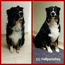 Auf dem Bild ist ein Hund nach der Fellpflege